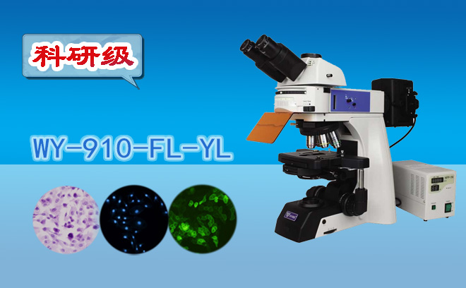 荧光蜜桃传媒AV免费观看麻豆下载不适合观察活细胞，对吗？
